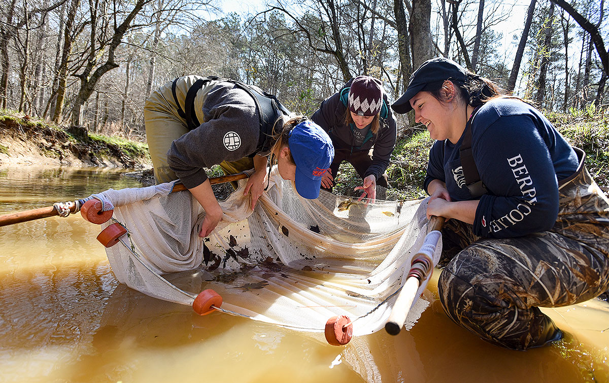 Three students kneeling over a net in a stream