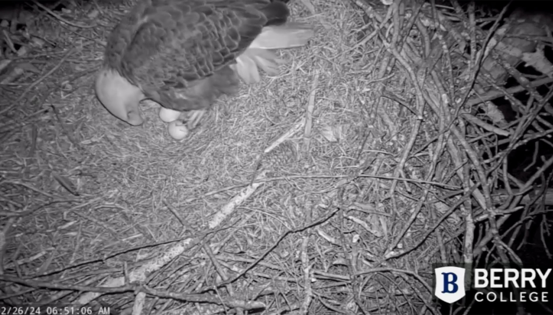 eagle over two eggs in a nest