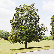 Tree-03.jpg