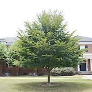 Tree-14.jpg