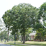 Tree-15.jpg