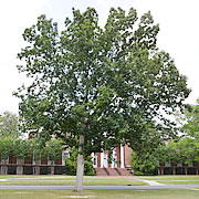 Tree-19.jpg