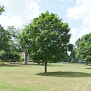 Tree-30.jpg